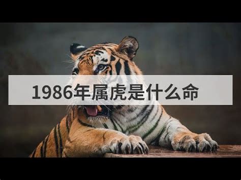 山林之虎|1986年山林之虎命好吗？